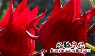 玫瑰茄一次吃多少 玫瑰茄每次吃多少呢