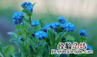 勿忘我花的传说 勿忘我花的传说由来