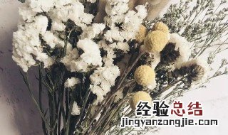 勿忘我颜色的寓意 白色勿忘我的含义
