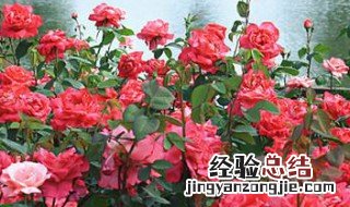 夏天适合种什么植物蔬菜 夏天适合种什么植物