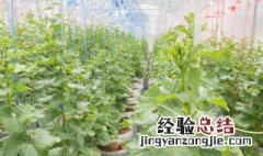 山地适合种什么 山地适合种什么中药