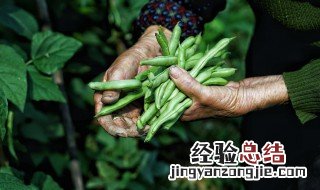 6月适合种什么菜 6月适合种什么菜容易
