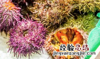 海胆不能和什么一起吃 海胆不能与哪些一起吃