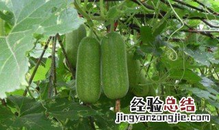 节瓜的营养价值 关于节瓜的营养价值