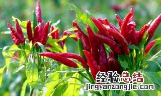 吃朝天椒的注意事项 吃朝天椒禁忌