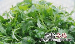 菊花脑不能和什么一起吃 不能和菊花脑一起吃的食物