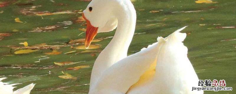 鹅是怎么叫的拟声词 鹅是怎么叫的