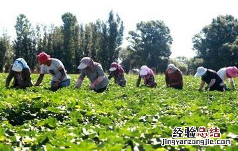 棉花打顶的最佳时间 棉花打顶时间和方法