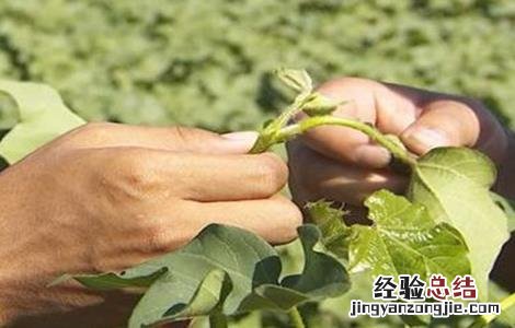棉花打顶的最佳时间 棉花打顶时间和方法