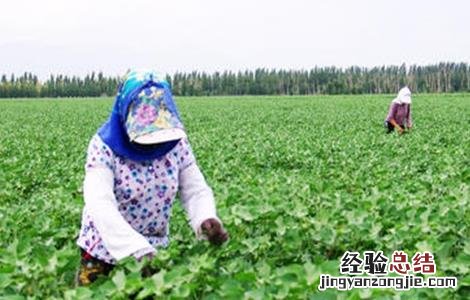 棉花打顶的最佳时间 棉花打顶时间和方法