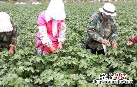 棉花打顶的最佳时间 棉花打顶时间和方法