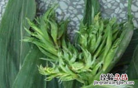 玉米疯顶病的预防措施 玉米疯顶病的预防措施有哪些