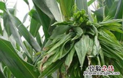 玉米疯顶病的预防措施 玉米疯顶病的预防措施有哪些
