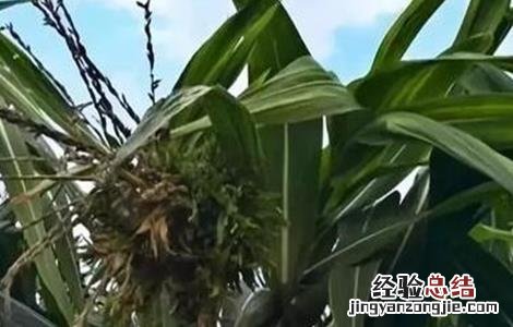 玉米疯顶病的预防措施 玉米疯顶病的预防措施有哪些