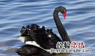 新冠黑天鹅事件是什么意思 黑天鹅事件是什么意思