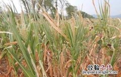 如何预防玉米高温危害的方法有 如何预防玉米高温危害的方法