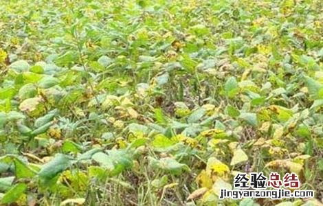 红小豆花荚脱落防治措施图片 红小豆花荚脱落防治措施