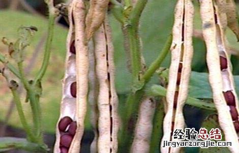 红小豆花荚脱落防治措施图片 红小豆花荚脱落防治措施