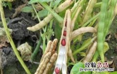 红小豆花荚脱落防治措施图片 红小豆花荚脱落防治措施