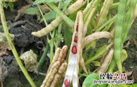 红小豆花荚脱落防治措施图片 红小豆花荚脱落防治措施