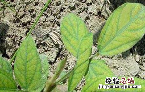 红小豆花荚脱落防治措施图片 红小豆花荚脱落防治措施