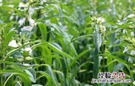 芝麻浇水时间和方法 芝麻浇水什么时间最合适,浇水的方法措施有哪些?