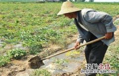 芝麻浇水时间和方法 芝麻浇水什么时间最合适,浇水的方法措施有哪些?