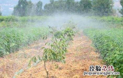 芝麻浇水时间和方法 芝麻浇水什么时间最合适,浇水的方法措施有哪些?