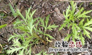 泥蒿的功效有哪些 泥蒿的功效作用介绍