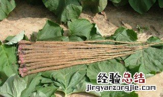 孕妇服用牛蒡的副作用 服用牛蒡的不良反应