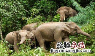 亚洲象的栖息环境 亚洲象饲养的基础知识