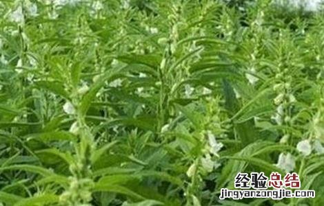芝麻打顶时间及注意事项 芝麻打顶时间及注意事项图片