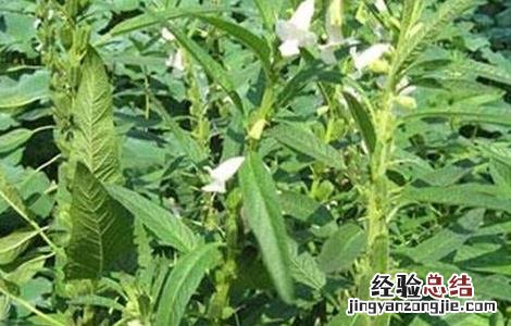 芝麻打顶时间及注意事项 芝麻打顶时间及注意事项图片