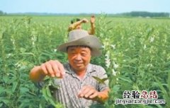 芝麻打顶时间及注意事项 芝麻打顶时间及注意事项图片