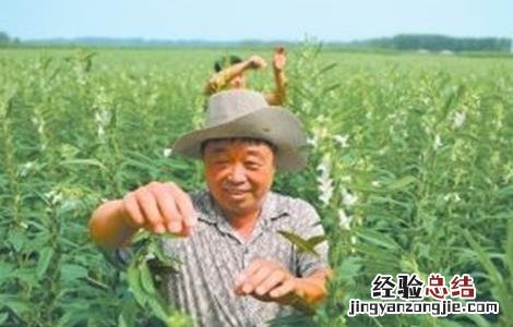 芝麻打顶时间及注意事项 芝麻打顶时间及注意事项图片