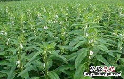芝麻打顶时间及注意事项 芝麻打顶时间及注意事项图片