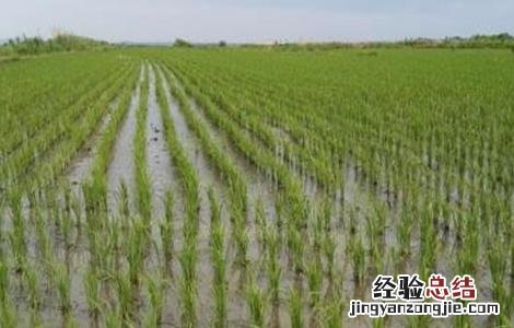 水稻分蘖过多解决措施有哪些 水稻分蘖过多解决措施