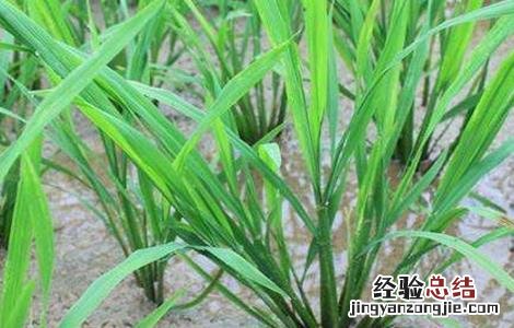 水稻分蘖过多解决措施有哪些 水稻分蘖过多解决措施