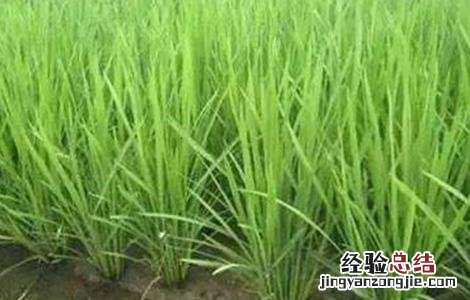 水稻分蘖过多解决措施有哪些 水稻分蘖过多解决措施