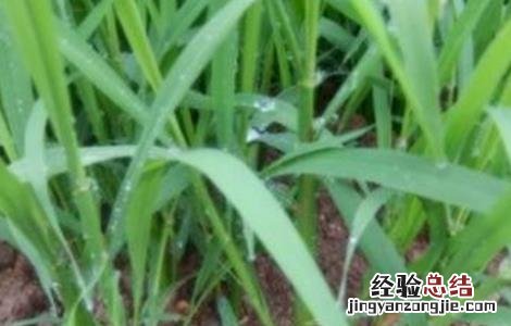 水稻分蘖过多解决措施有哪些 水稻分蘖过多解决措施