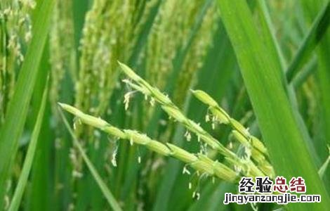水稻结实期的田间管理技术措施 水稻结实期管理要点