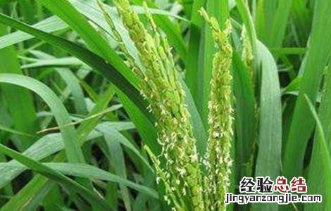 水稻结实期的田间管理技术措施 水稻结实期管理要点