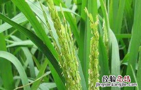 水稻结实期的田间管理技术措施 水稻结实期管理要点