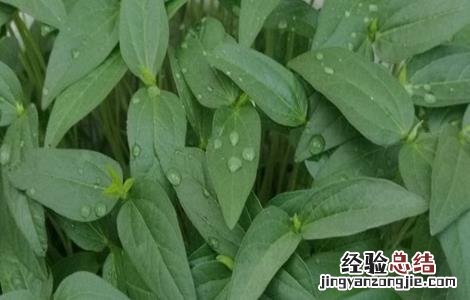 黑豆生长环境 黑豆生长环境图片