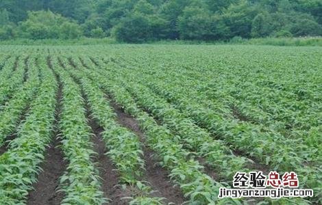 黑豆生长环境 黑豆生长环境图片