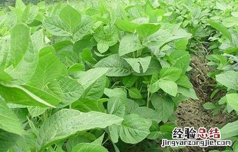 黑豆生长环境 黑豆生长环境图片