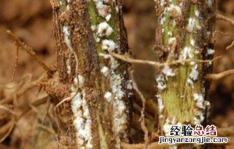大豆根腐病的防治方法 大豆根腐病症状及防治方法