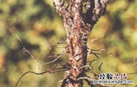 大豆根腐病的防治方法 大豆根腐病症状及防治方法
