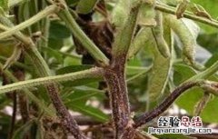 大豆根腐病的防治方法 大豆根腐病症状及防治方法