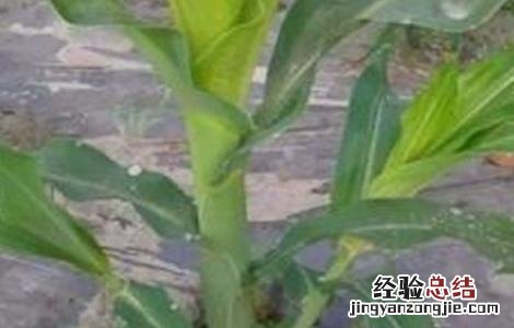 玉米根部分蘖怎么办 玉米分蘖原因及防治方法
